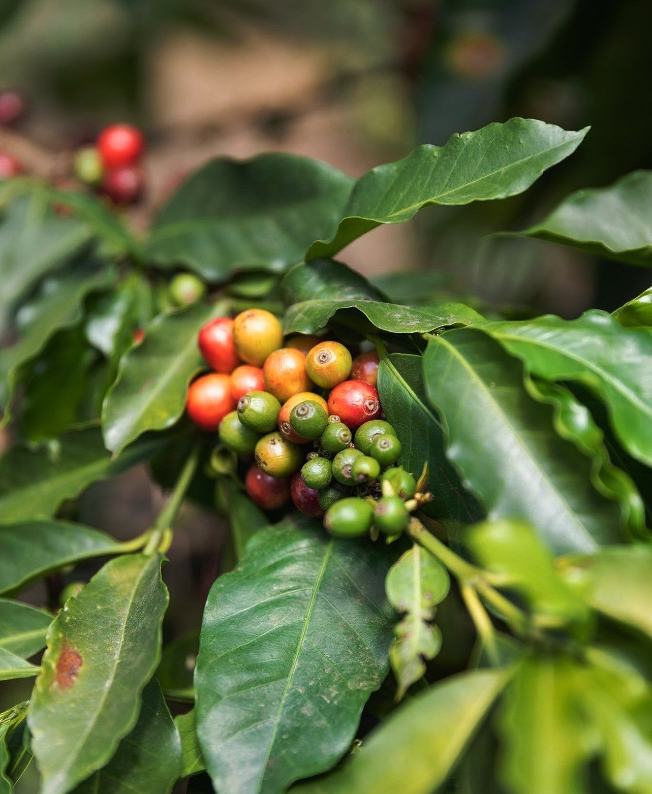 Photo of Lava Legacy - Tradition Coffee